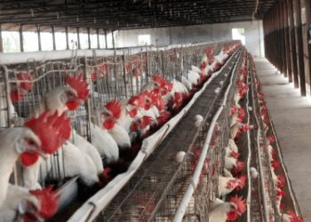 India's poultry sector likely to record 4-6 per cent revenue growth in 2025-26 as demand rises