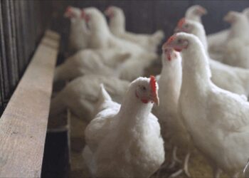 Japan confirms season's third bird flu outbreak