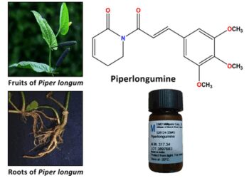 Long pepper compound may aid in treatment of colon cancer: NIT Rourkela