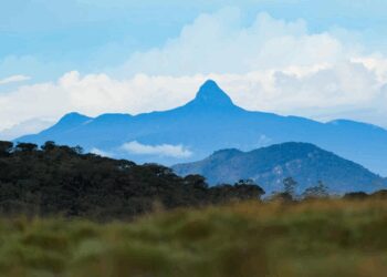 Sri Lanka launches task force to strengthen forest, wildlife protection