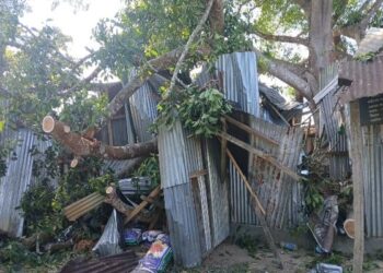 Banyan Tree Collapse: Narrow Escape for Consumers in Ration Shop Mishap
