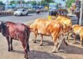 Chennai Corporation calls for volunteers to manage cattle sheds; pet licensing sees sharp uptick