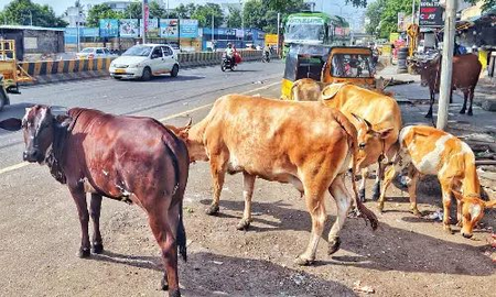 Chennai Corporation calls for volunteers to manage cattle sheds; pet licensing sees sharp uptick