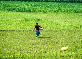 Govt deploys AI tools to improve crop productivity, farmer livelihoods