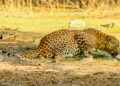 Maha govt urges Centre to include leopards in Schedule 2 amid rising civilian deaths