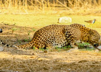 Maha govt urges Centre to include leopards in Schedule 2 amid rising civilian deaths