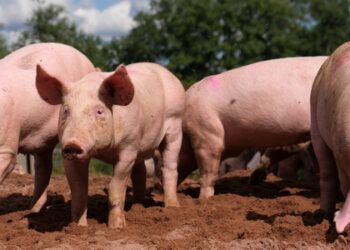 Philippines bans pork imports from Spain amid ASF outbreak