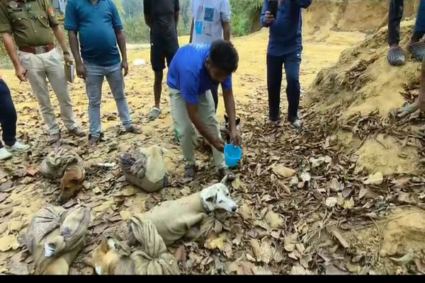 Local Breed Dogs Rescued from Chakmaghat