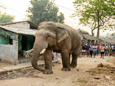 Bengal Polls Phase 1: Tight Security and a ‘Jumbo’ Surprise in Jhargram; Tripura Leaders Watch Closely