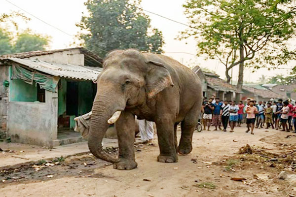 A large wild elephant walking through a village street in Jhargram, West Bengal, as local residents watch from a distance during the election period.