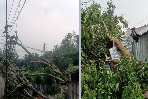 A fallen tree lies across a paved road in Tripura, entangling overhead power lines after a severe 2026 storm. Another image shows a large tree trunk collapsed onto the corrugated metal roof of a house, causing significant structural damage.