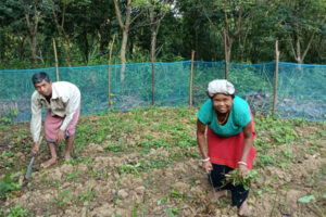 Binadini Tripura Diversifies Income Through Goatery and Ginger Cultivation