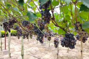 Experimental grape cultivation at Kailashahar in Unakoti district under Krishi Vigyan Kendra research project