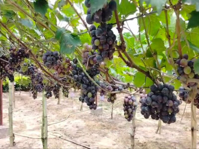 Pilot Project: Grape Cultivation in Tripura Shows Promising Results