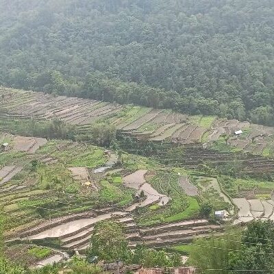 Indigenous Environmental Management and Climate Change Adaptation in Nagaland