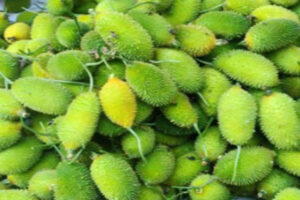 Kakrol farmers at Moharchhara market in Khowai District of Tripura are facing price crisis