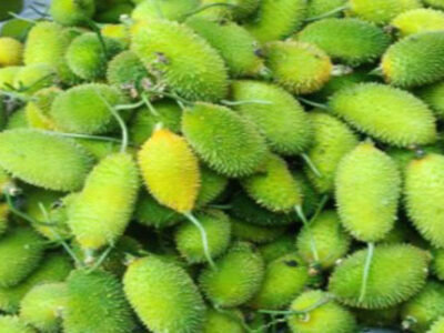 Kakrol Price Crash Leaves Moharchhara Farmers in Crisis