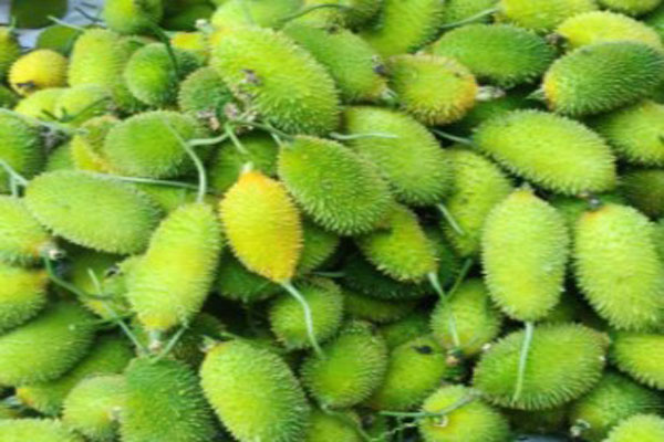 Kakrol farmers at Moharchhara market in Khowai District of Tripura are facing price crisis