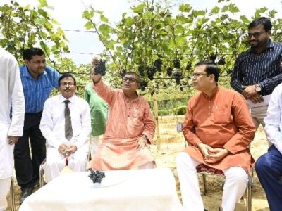 Tripura Targets Grape Farming Boom After First Sweet Grape Success