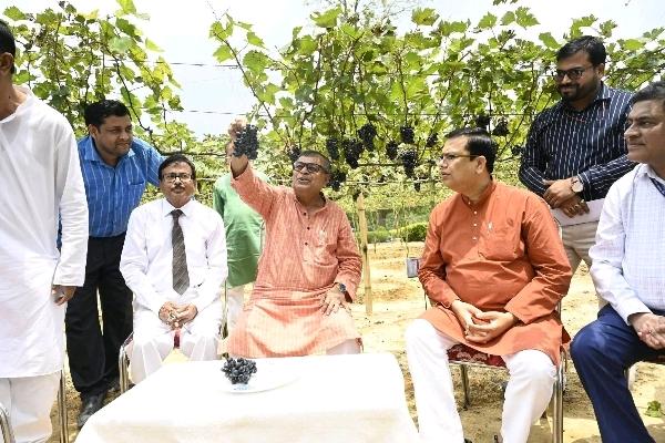 Tripura Agriculture Minister Ratan Lal Nath inspecting sweet grape cultivation project at Chandipur vineyard in Unakoti district