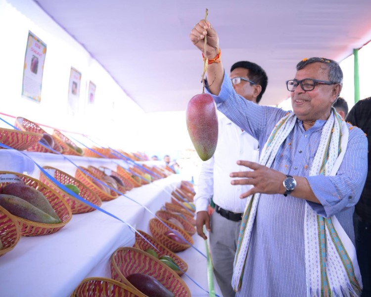 Mango Festival at Gandatwisa