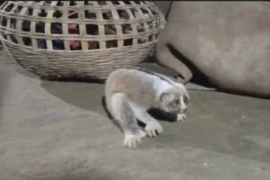 A rare slow loris rescued from Baro Bil near Khowai after local residents safely secured the protected primate.