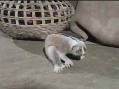 Rare Lojjabati Banor Rescued in Khowai: Calls Grow for Habitat Preservation, Wildlife Corridors in Tripura