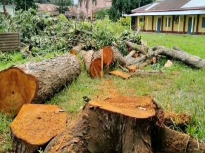 Tree-felling at Belonia School Mocks ‘Ek Ped Maa Ke Naam’ campaign, Sparks Green Loss Concern