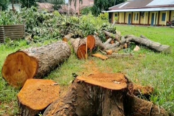 Valuable trees were cut down in a Belonia JB School