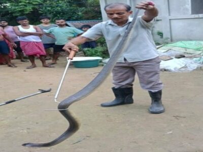 Monocled Cobra Rescued from Kathalia House in Tripura, Released in Trishna Sanctuary