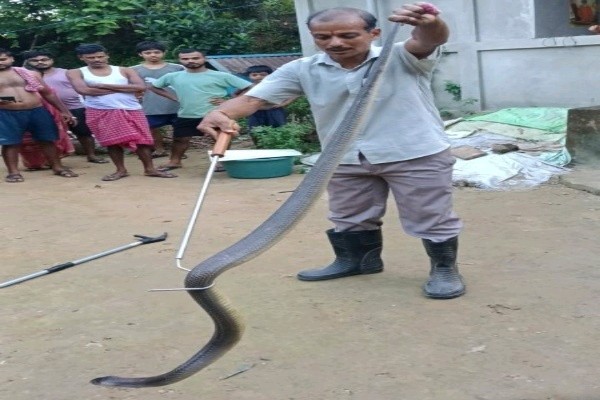 Monocled Cobra Tripura