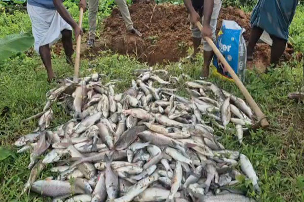 Mosque pond poisoning Fish death North Tripura