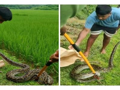 Python Rescued from Paddy Field in Rajnagar
