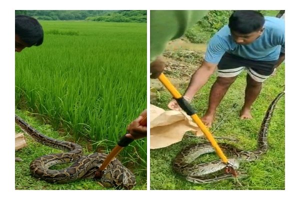 Huge python in Rajnagar, Tripura