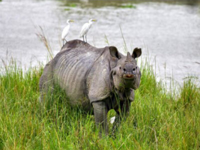 Assam Foils 9 Rhino Poaching Attempts, Arrests 48 Under Operation Falcon
