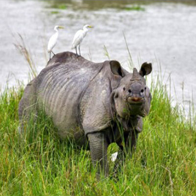 Assam Foils 9 Rhino Poaching Attempts, Arrests 48 Under Operation Falcon