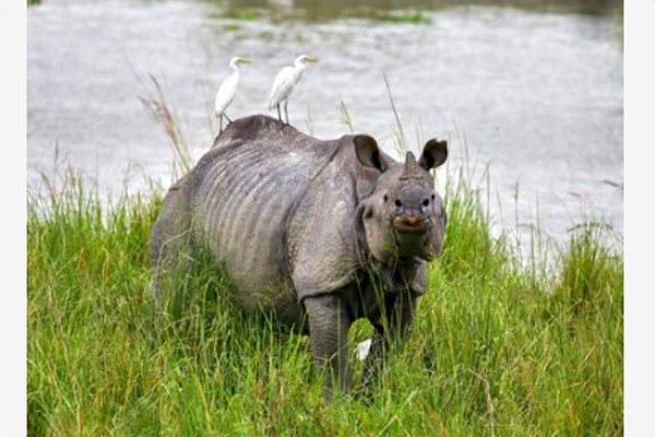 Assam rhino poaching