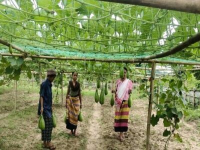 TRESP Boosts Bottle Gourd Cultivation and Rural Income in Jampuijala