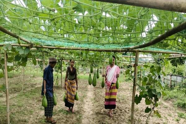 Bottle Gourd cultivation with TRESP support boosts rural income in Tripura