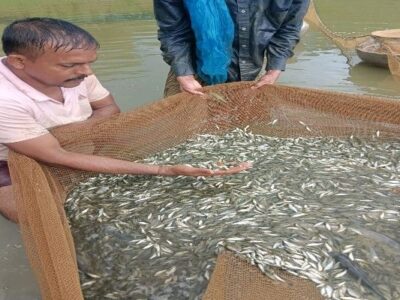 Rural Livelihood in Ompi: TRESP Support Guides Ganga Fishery Group to Success